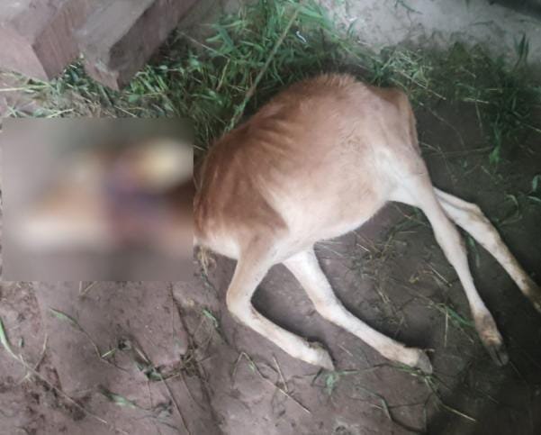 तोरसोळे येथे बिबट्याच्या हल्ल्यात वासरू ठार; शेतकऱ्यांमध्ये भीतीचे वातावरण गोठ्यात घुसून मध्यरात्री केला हल्ला; वन विभागाकडून तातडीने कारवाईची मागणी